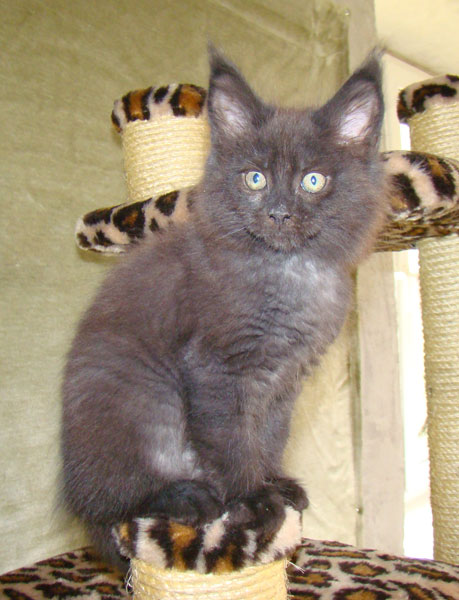     Catsvill County!   !    !       !!!    Catsvill County +7-926-544-74-09     .   ,   ,   ,    ,   ,  ,     ,   -,    ,   !